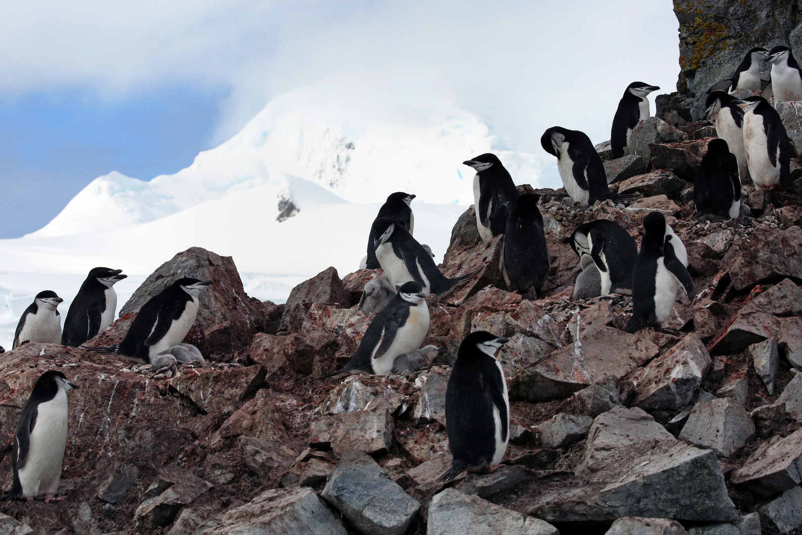 Zügelpinguine...