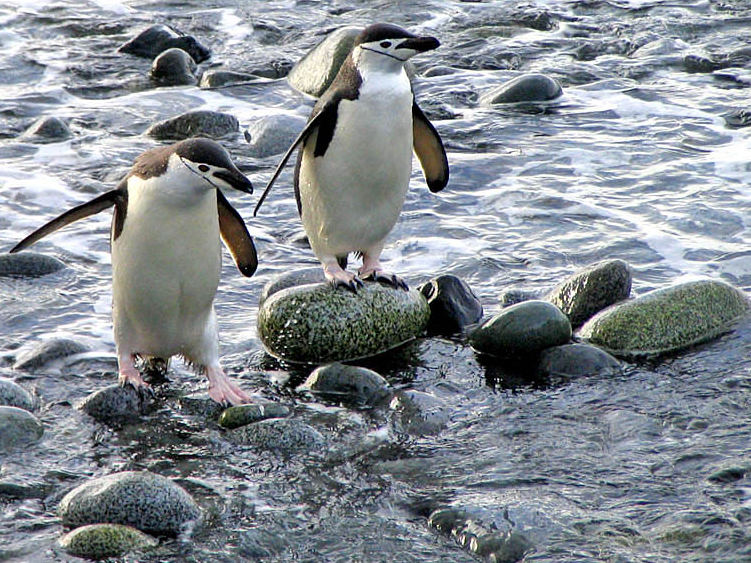 Zügelpinguine