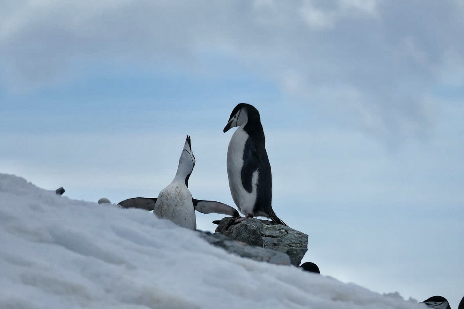 Zügelpinguine in der Balz