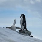 Zügelpinguine in der Balz