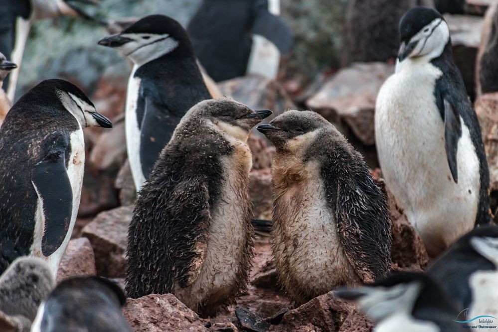 Zügelpinguine Küken