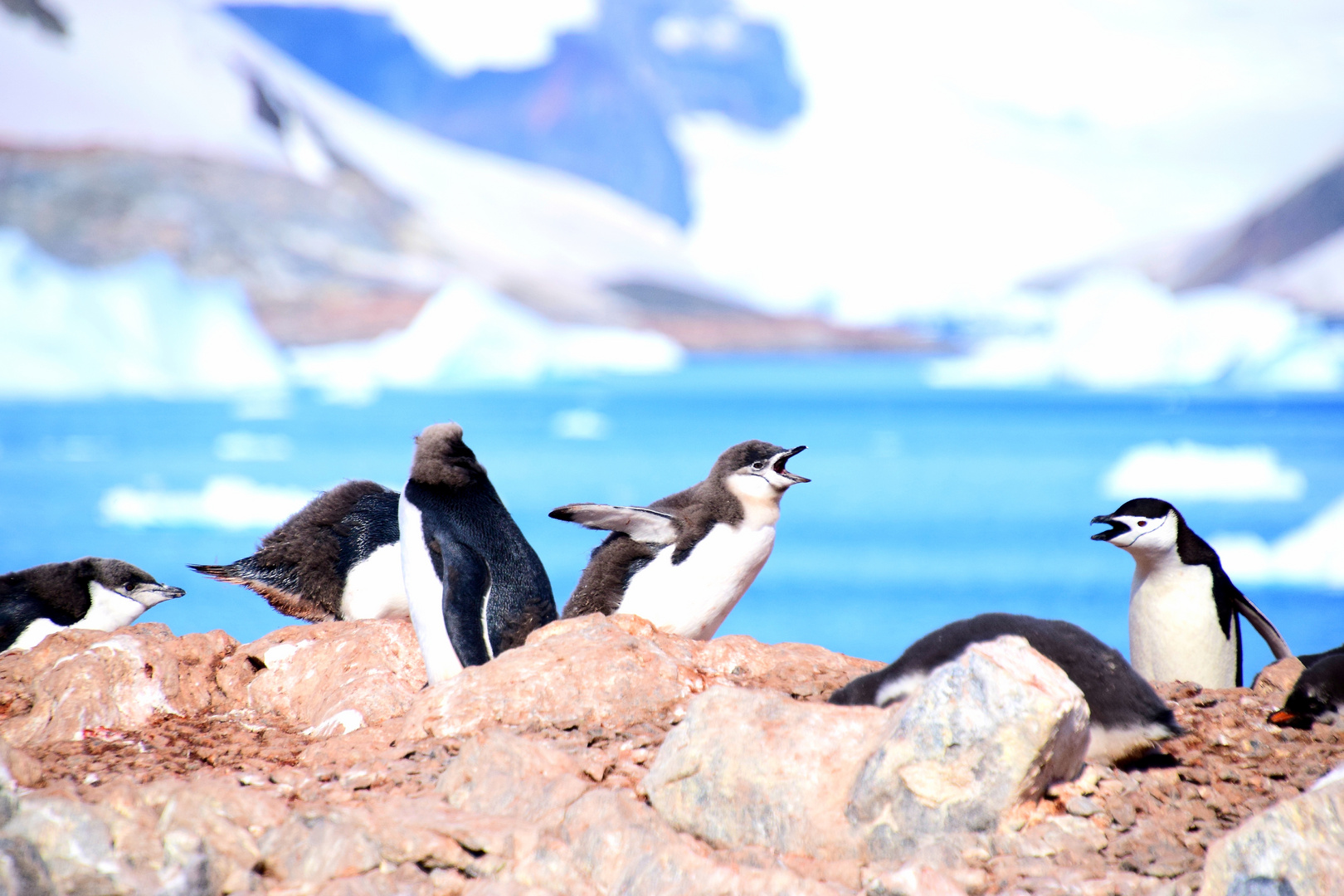 Zügelpinguine, Orne Island, Antarktis 