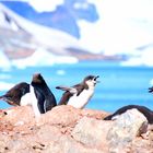 Zügelpinguine, Orne Island, Antarktis 