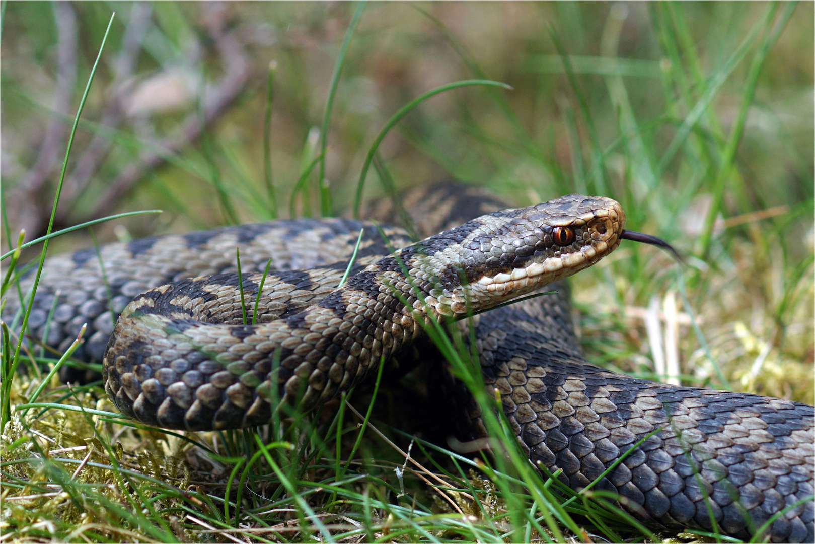 Züngelei... Kreuzotter beim Züngeln ( Vipera berus )