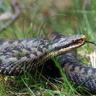 Züngelei... Kreuzotter beim Züngeln ( Vipera berus )