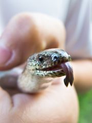 züngelnd schmeckt sie