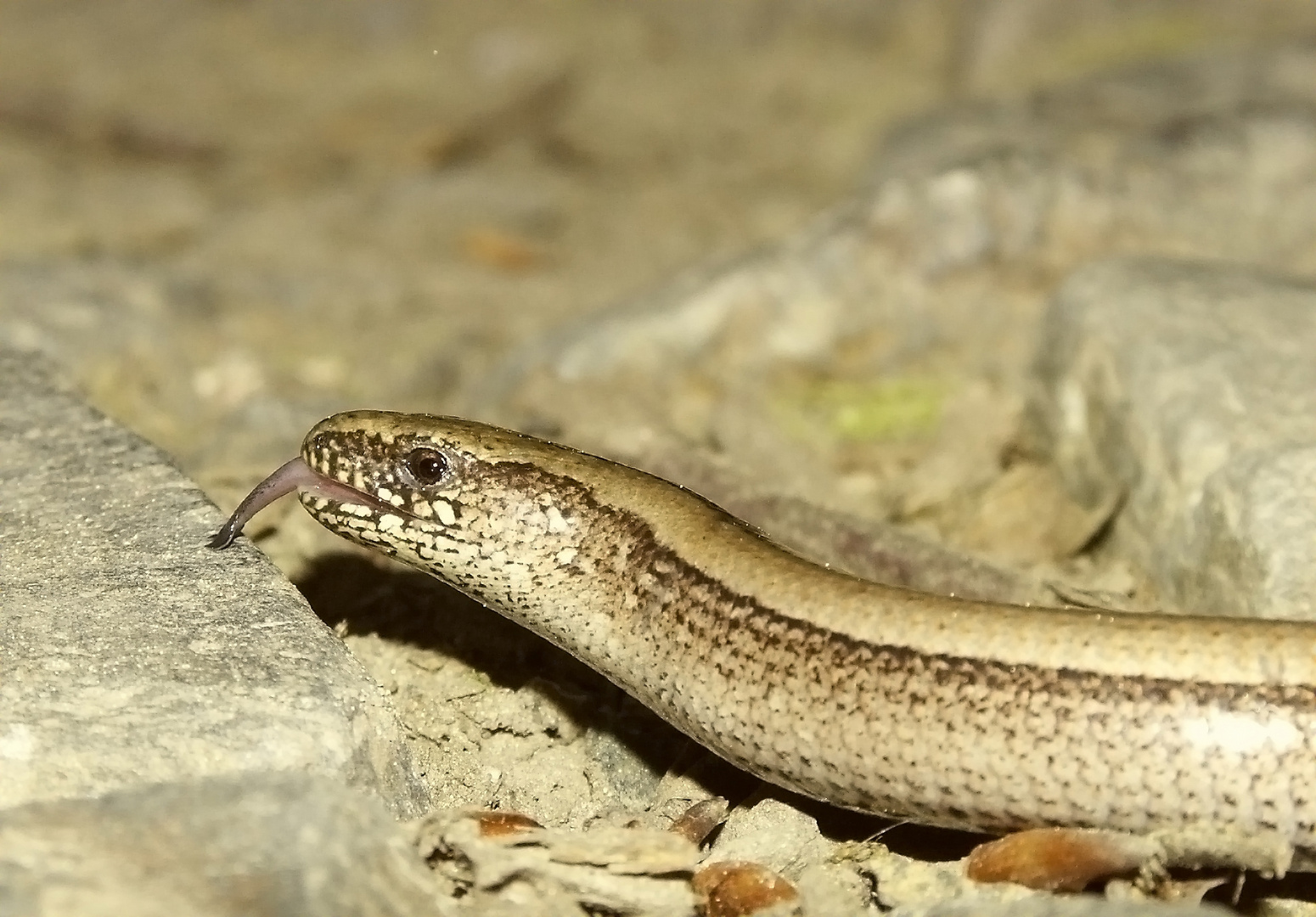 Züngelnde Blindschleiche