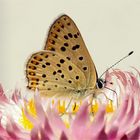 " Züngelnde Flammen" - Brauner Feuerfalter  (Lycaena tityrus)