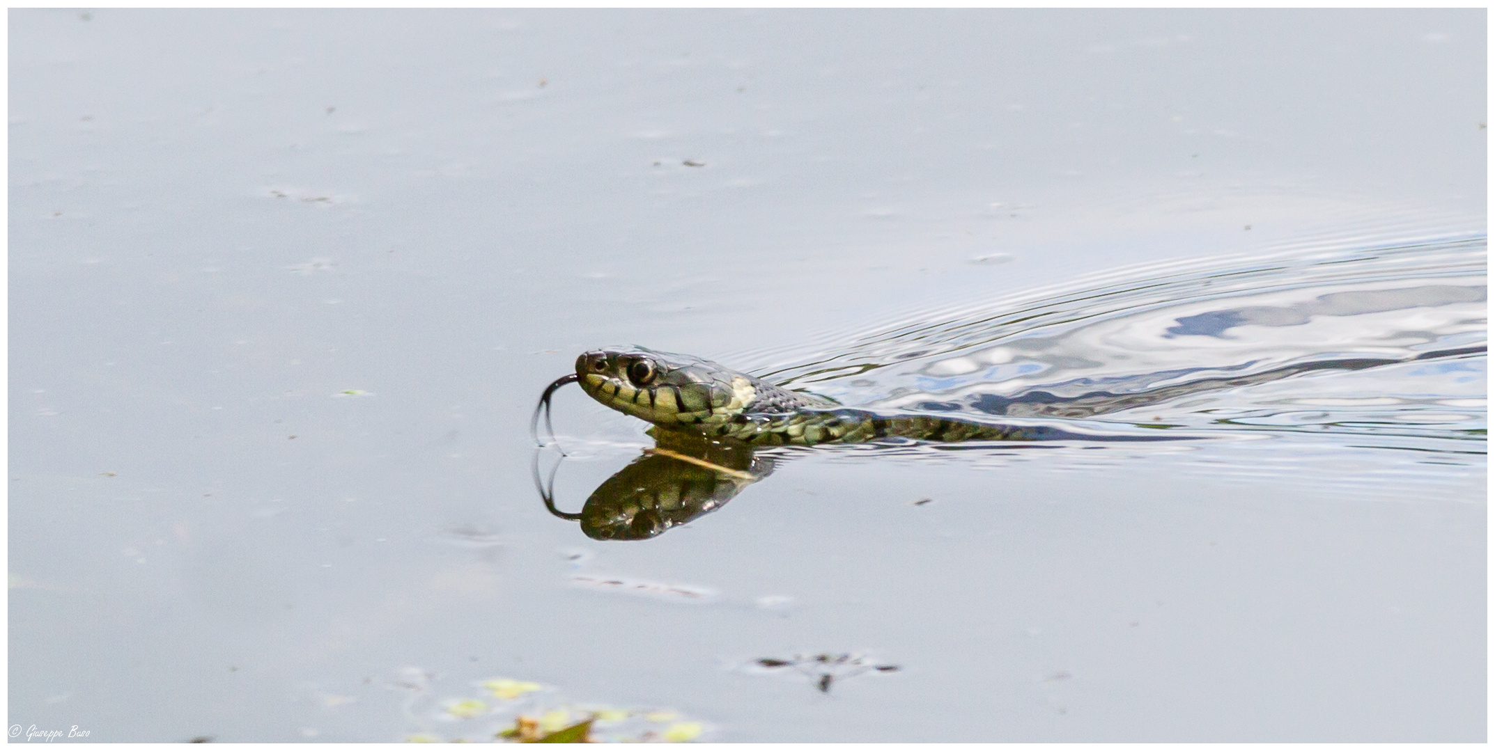 Züngelnde Ringelnatter im Wasser