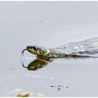 Züngelnde Ringelnatter im Wasser