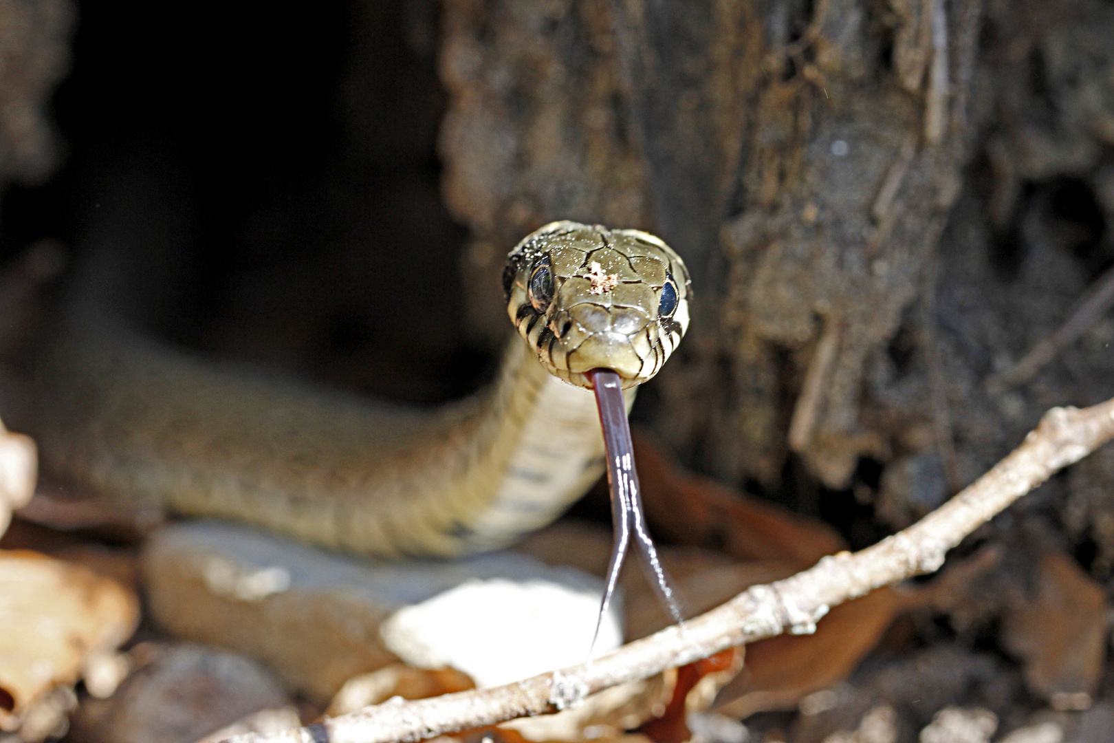 Züngelnde Ringelnatter (Natrix natrix)