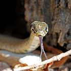 Züngelnde Ringelnatter (Natrix natrix)