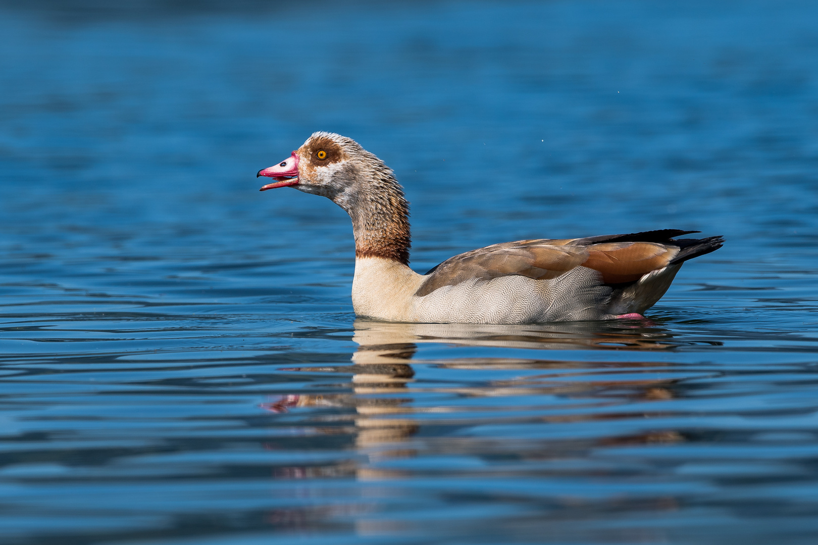 "Zünglein der Nilgans"