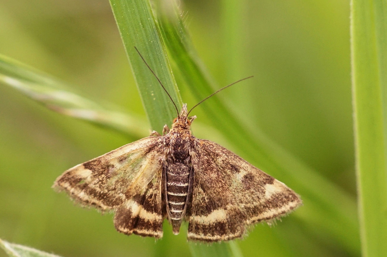 Zünsler Foto & Bild | makro, frühling, macro Bilder auf fotocommunity