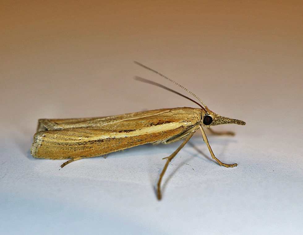 Zünsler Foto & Bild | natur, insekten, tiere Bilder auf fotocommunity