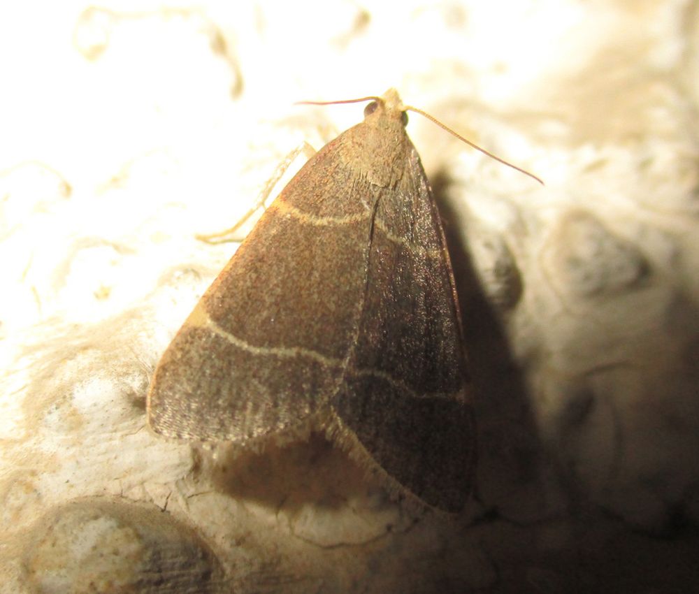 Zünsler Foto & Bild schmetterlinge, natur, insekten Bilder auf