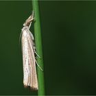 Zünsler (Agriphila-Inquinatella)