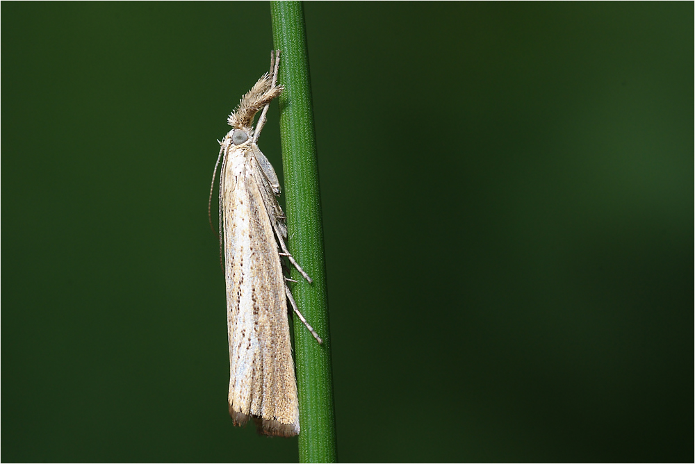 Zünsler (Agriphila-Inquinatella)