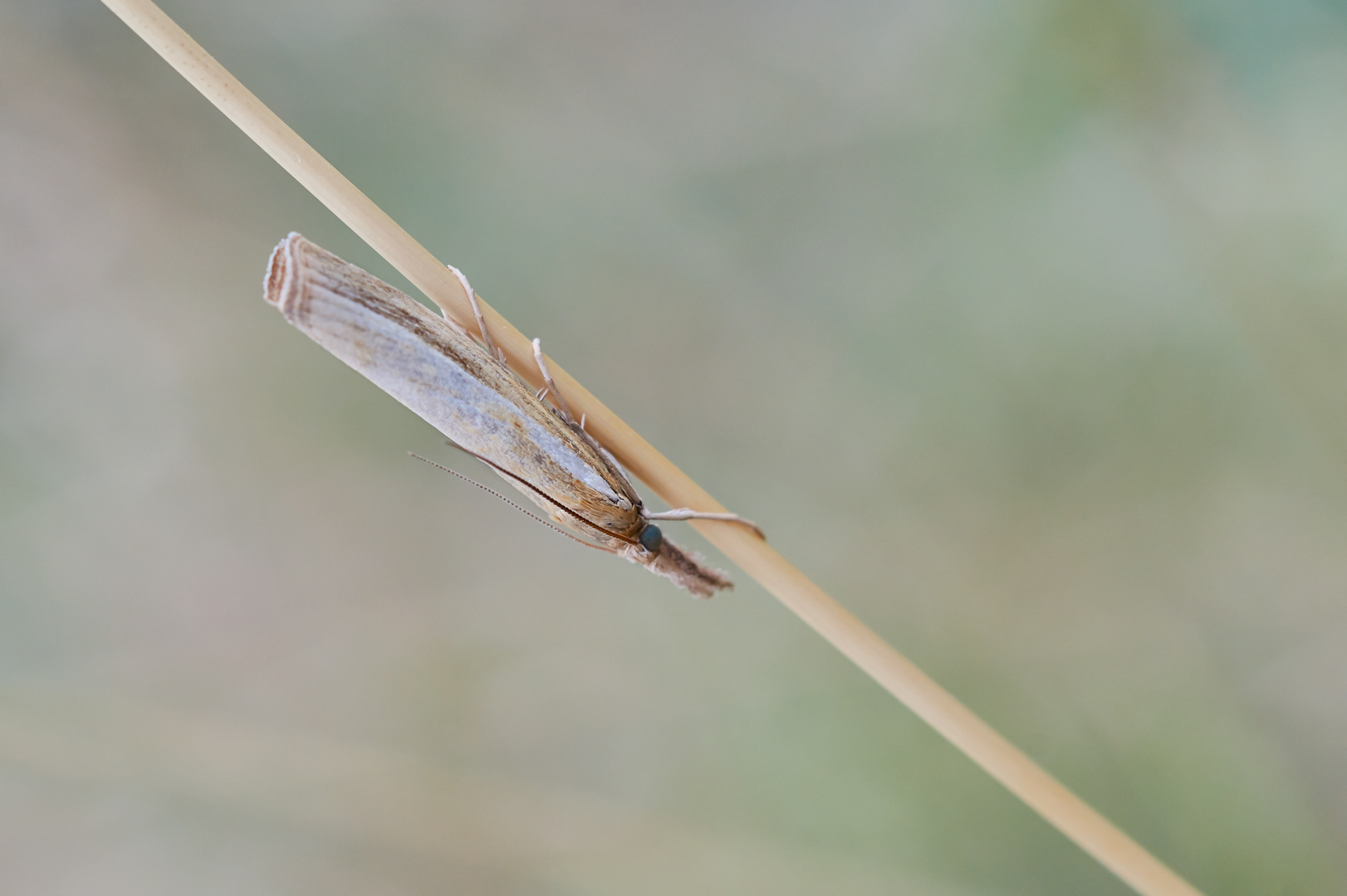 Zünsler - Agriphila straminella