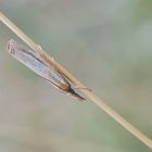 Zünsler - Agriphila straminella