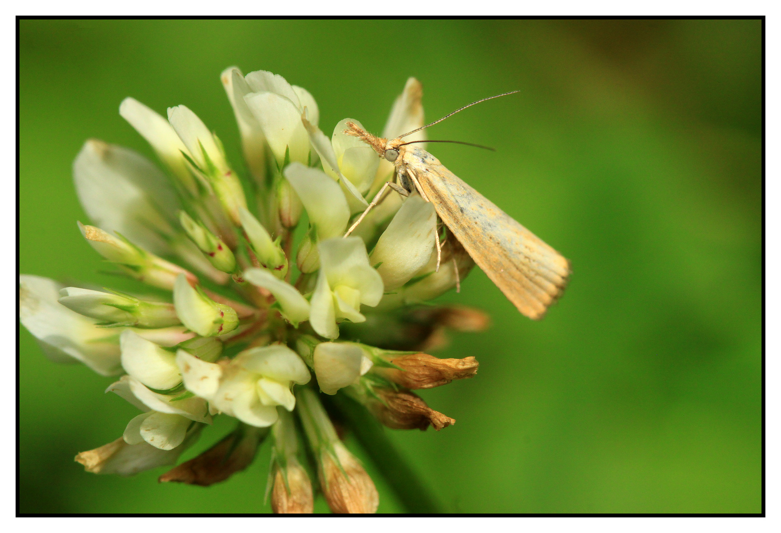 Zünsler (Agriphila tristella)