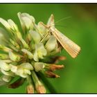 Zünsler (Agriphila tristella)