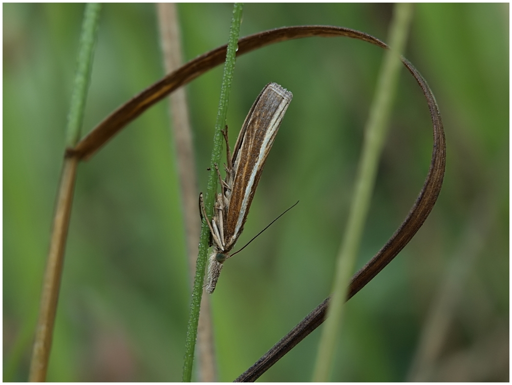 Zünsler - Agriphila tristella