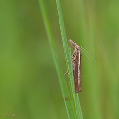 Zünsler -  Agriphila tristella