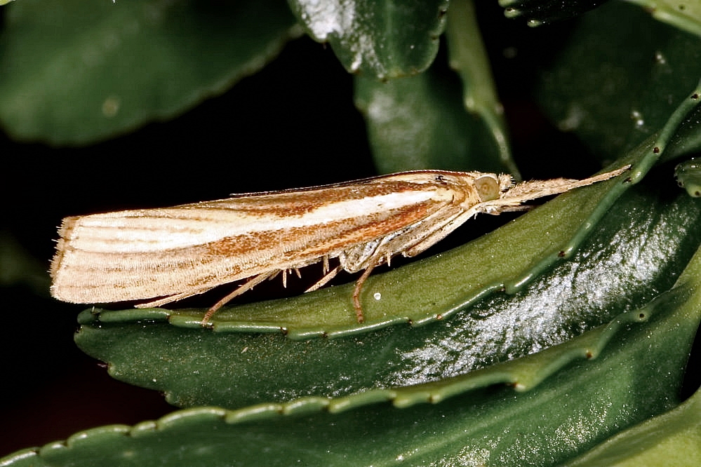 Zünsler (Agriphila tristella)