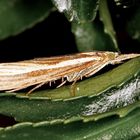 Zünsler (Agriphila tristella)