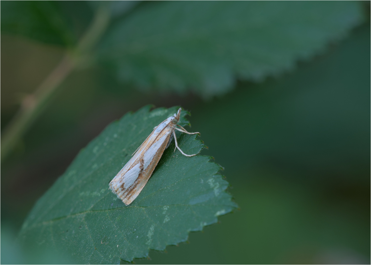 Zünsler (Catoptria permutatellus / osthelderi)