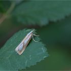 Zünsler (Catoptria permutatellus / osthelderi)