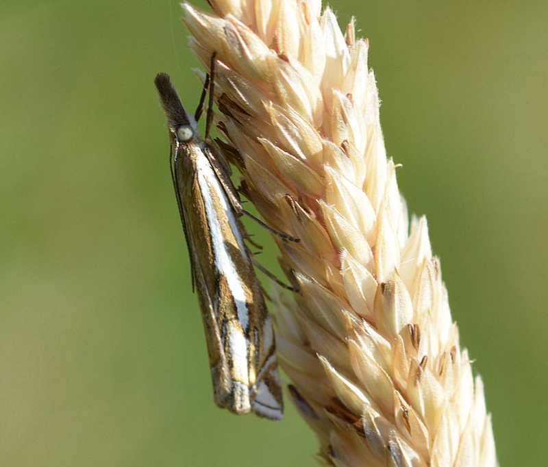 Zünsler Crambus.lath.