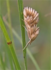 Zünsler Cynaeda dentalis