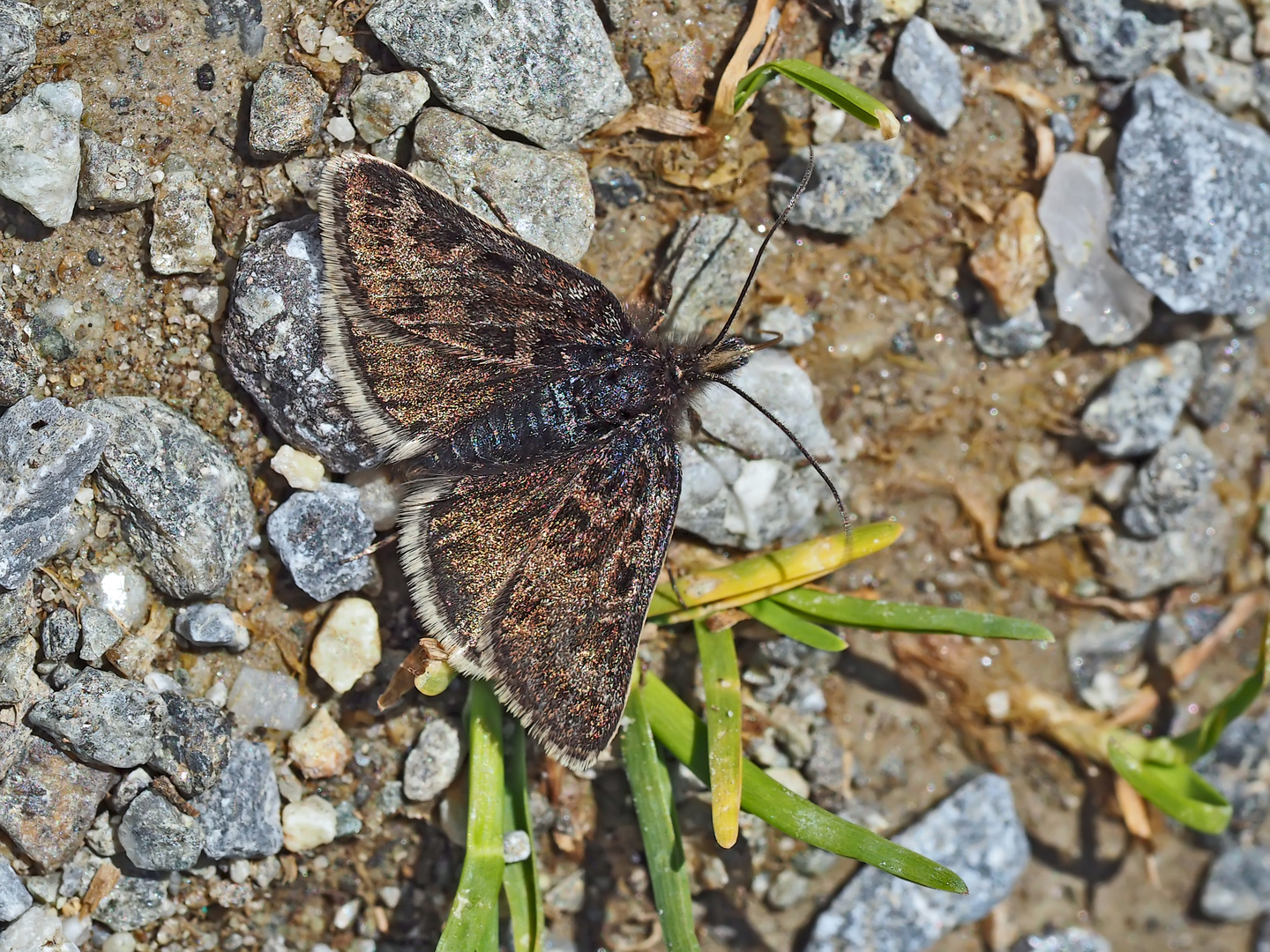 Zünsler der Gattung Metaxmeste (schrankiana oder phrygialis) * - Papillon de nuit de la montagne.