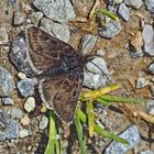 Zünsler der Gattung Metaxmeste (schrankiana oder phrygialis) * - Papillon de nuit de la montagne.