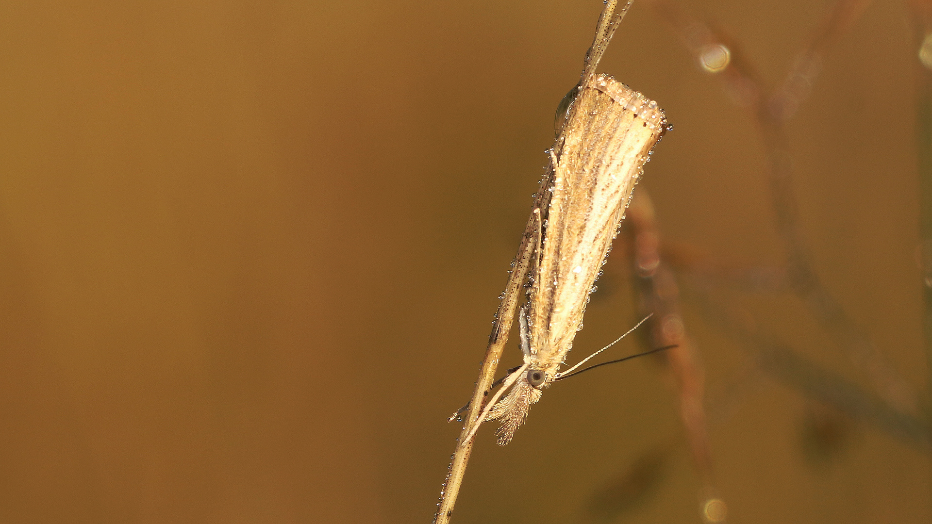 Zünsler... Foto & Bild tiere, wildlife, schmetterlinge Bilder auf