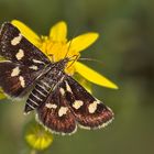 Zünsler - Eurrhypis pollinalis