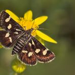 Zünsler - Eurrhypis pollinalis