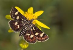 Zünsler - Eurrhypis pollinalis