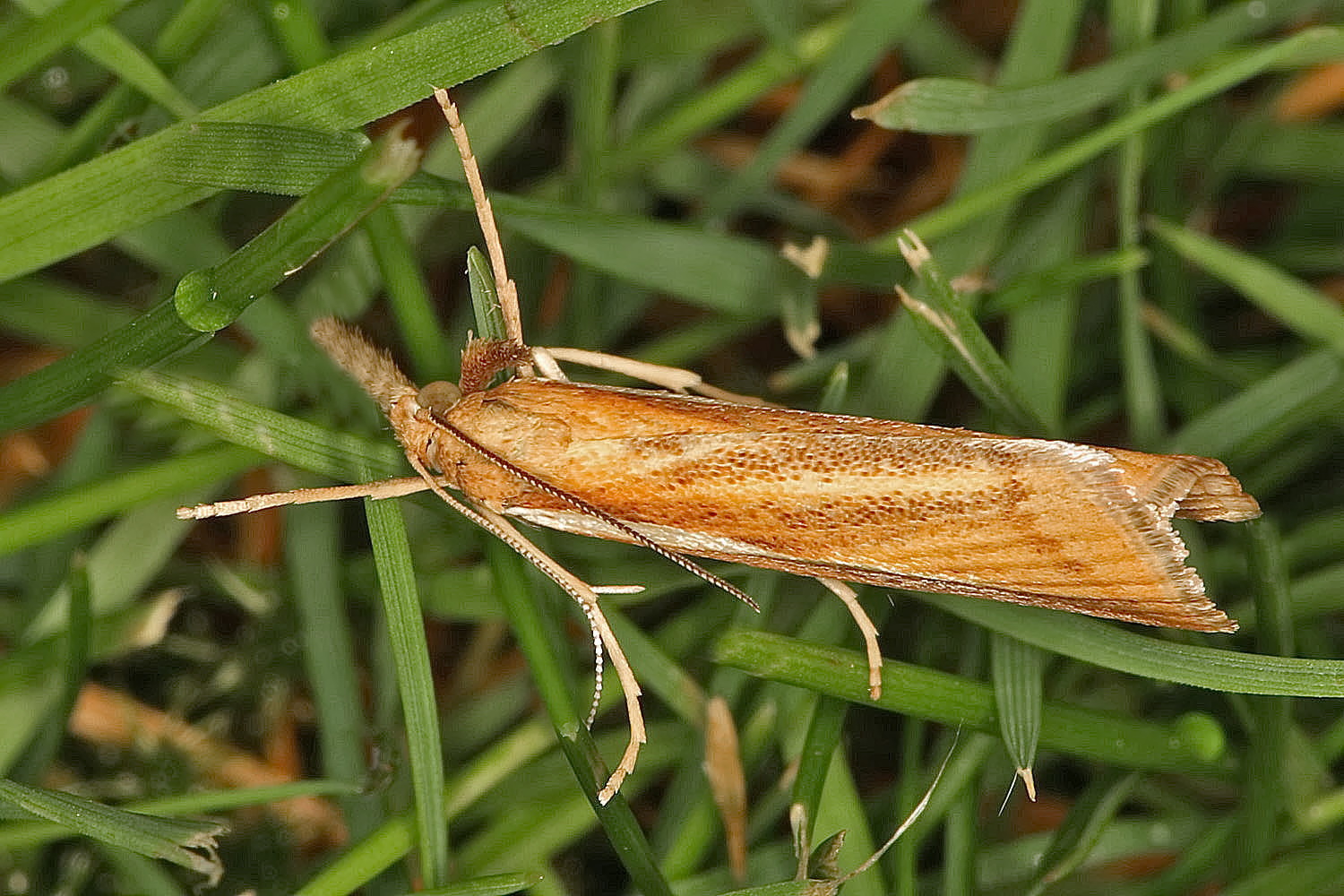 Zünsler im Gras