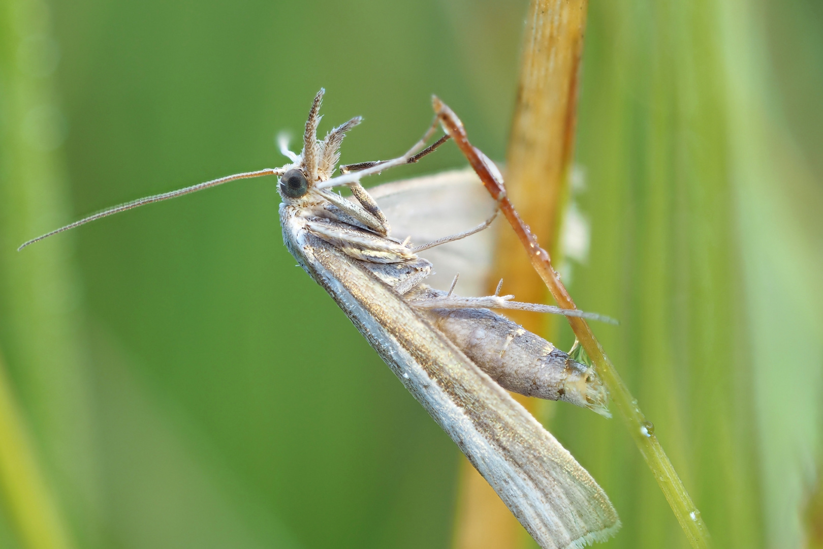 Zünsler im Gras