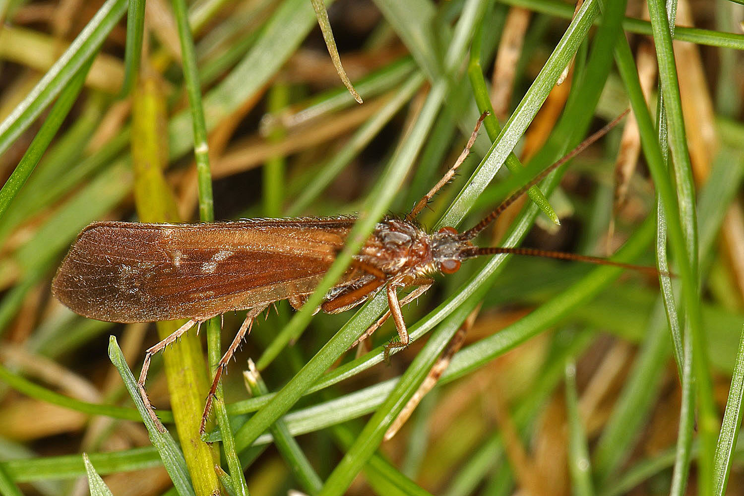 Zünsler im Gras