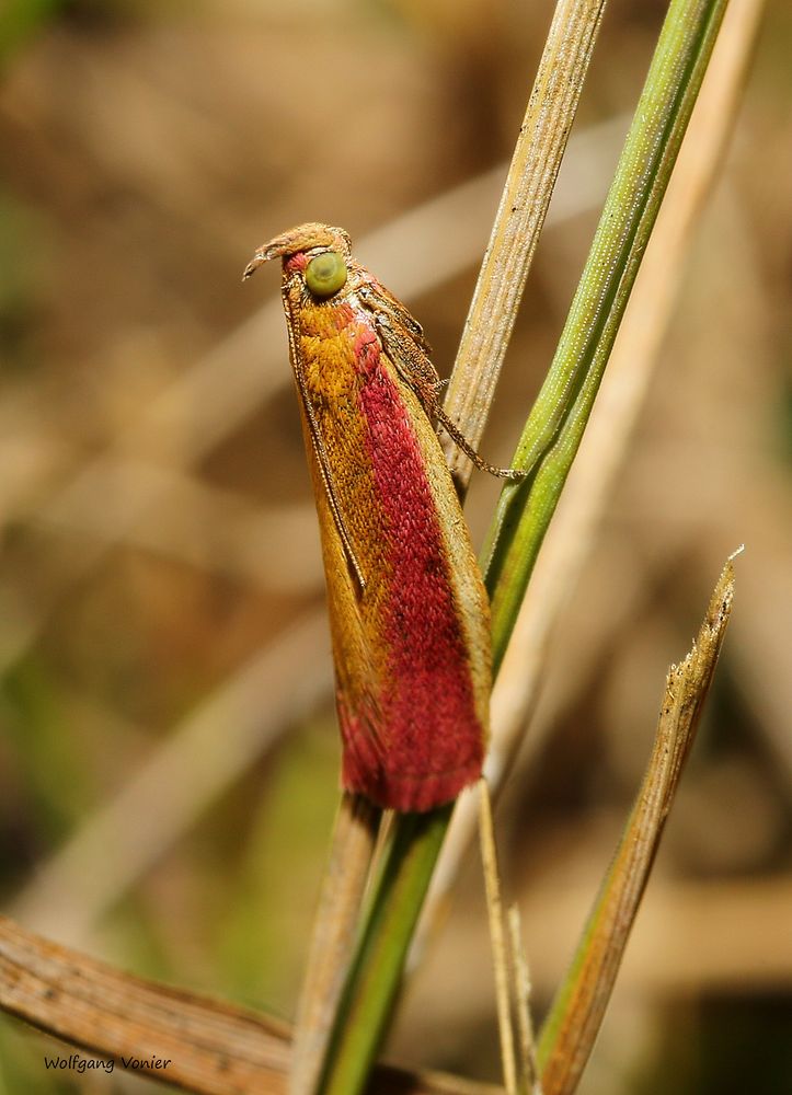 Zünsler-Oncocera semirubella 