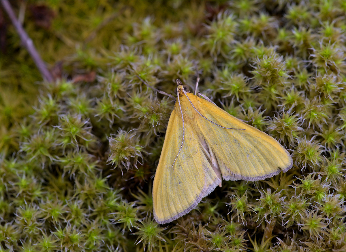 Zünsler: "Paratalanta hyalinalis"