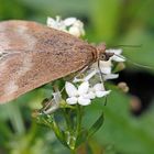 Zünsler (Pyrausta aerealis)