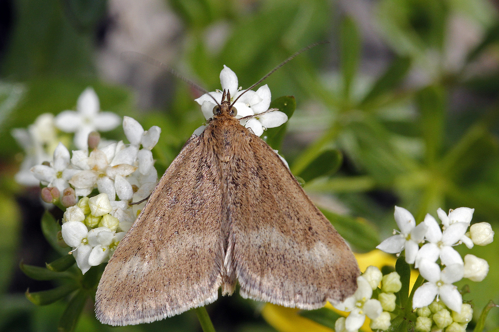 Zünsler (Pyrausta aerealis)