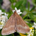 Zünsler (Pyrausta aerealis)