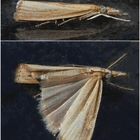 Zünsler - vielleicht Agriphila straminella ???