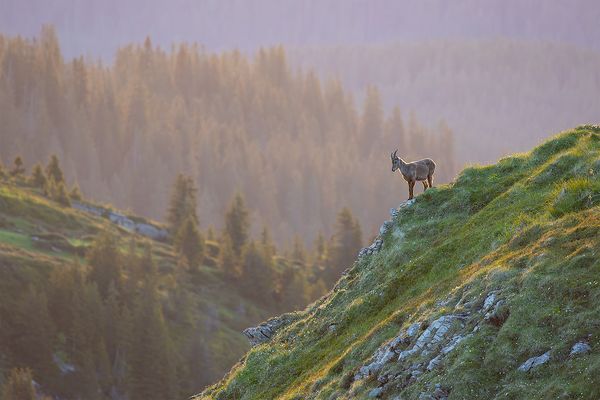 "Zuer frühen Stunde........"